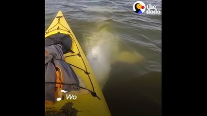 Man's Funny Beluga Song Attracts Beluga Whales Who Sing Back | The Dodo