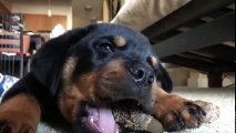 Funniest & Cutest Rottweiler Puppies Of All Time - Funny Puppy Videos Compilation 2017