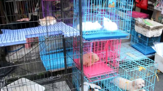 Shang Xia Jiu, Shopping for domestic products and pets in Guangzhou China.