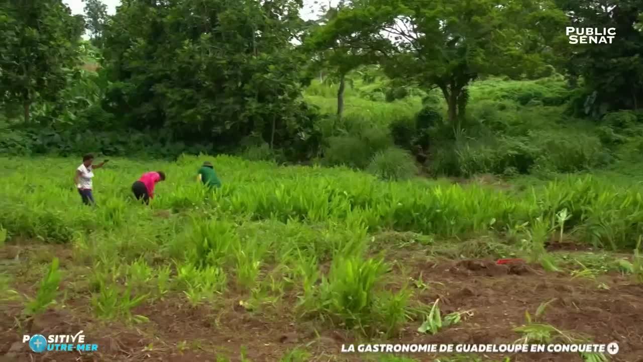 La gastronomie de Guadeloupe en conquêt - Positive Outre-mer (02/12/2017)