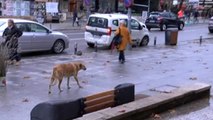 Üşüyen Sokak Hayvanları İçin Battaniye Serdiler