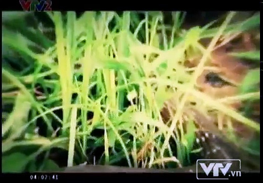 Kỹ năng thoát hiểm - Xử lý khi bị rắn cắn