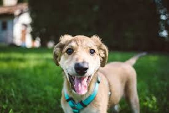 Ce chien aide sa propriétaire à peler des épis de mais...