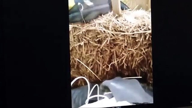 Le moment incroyable où un policier ramène un homme électrocuté à la vie