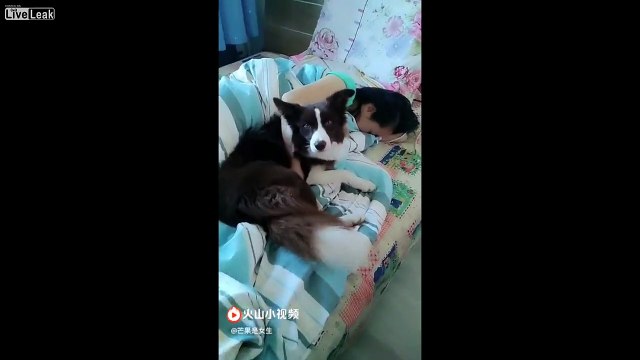 *Viewer Discretion is Strongly Advised* How Chinese Treat Dogs