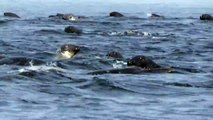 Pod of Seals Gather at Gulf of Saint Lawrence, Canada