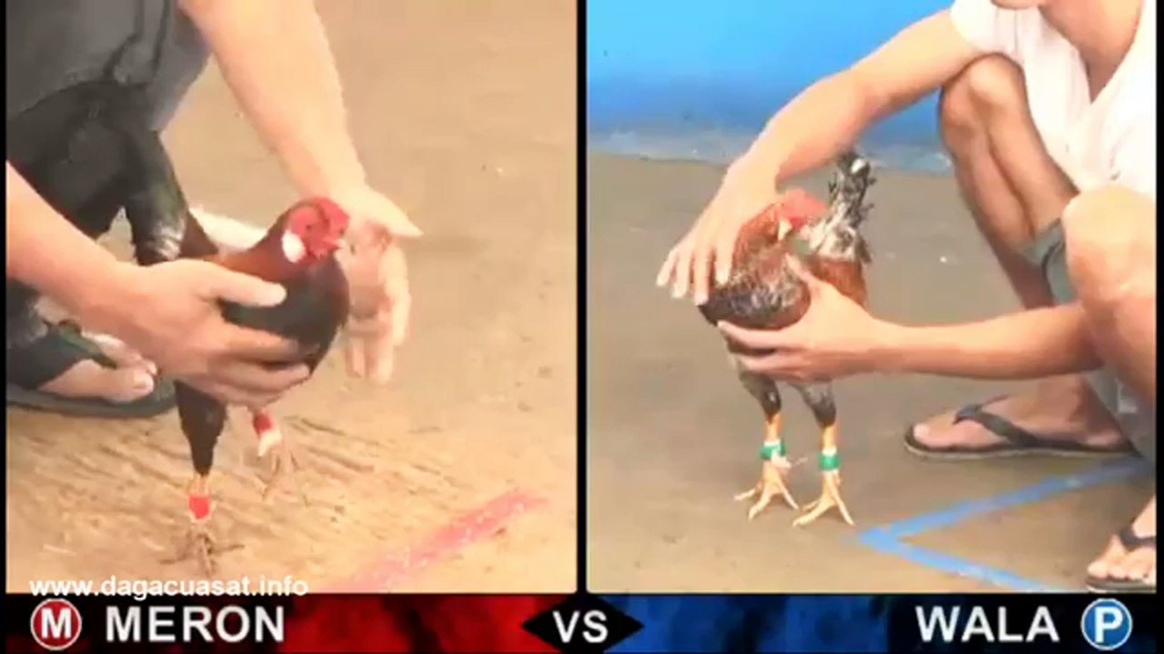 #1 Cockfighting Rooster Fight To Death Fighting With Knives Da Ga Cua Sat Phung Hoang Ke Mit Tra Cu Campuchia Thomo