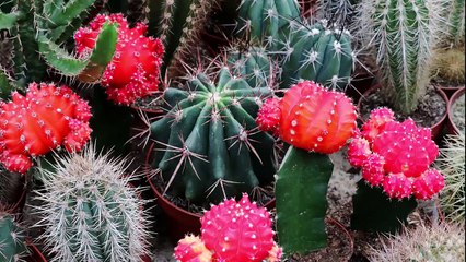 [뮤비해석] BTS Serendipity : 노란 선인장과 공의 진정한 의미는? [스코프]