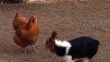 Corgi dances with chicken until duck cuts in