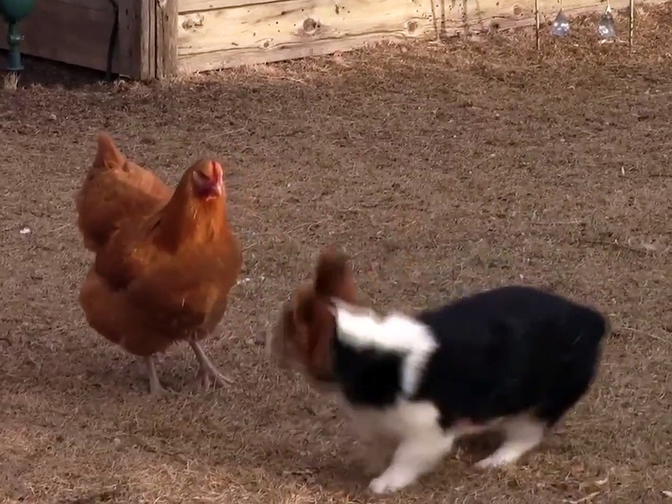 Corgi dances with chicken until duck cuts in
