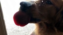 Dog licks glass