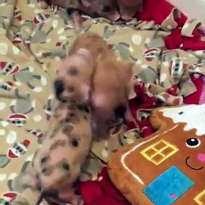 Piglet attack