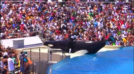 Seaworld Show Killer Whale Shamu 1