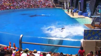 Seaworld Show Killer Whale Shamu 2
