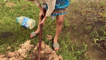 Creative Woman Make Deep Hole Eel Trap Catch A Lot Of Eels Near My Village