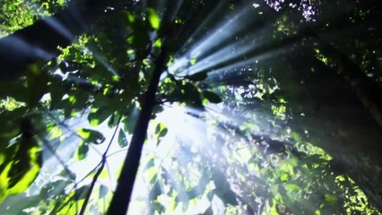 개도국 산림 지켜주고 온실가스 감축으로 돌려받고 / YTN