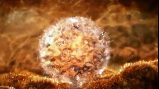 varoluş spermden bebeğe