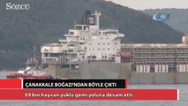 69 bin hayvan yüklü gemi yoluna devam etti