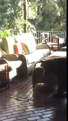 Quand un ours se balade dans ton jardin... le flip !