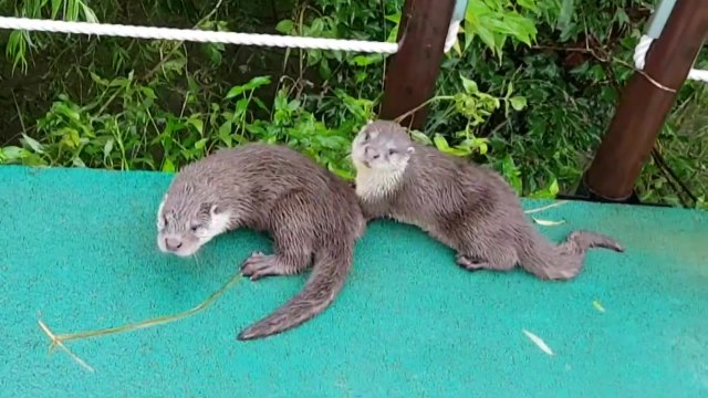 도심 하천은 사냥터...사람과 공존하는 천연기념물 '수달' / YTN
