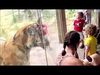 ブチ切れアニマル大集合www 動物園/水族館で襲われる？？？【ハプニング＠動物園/水族館】