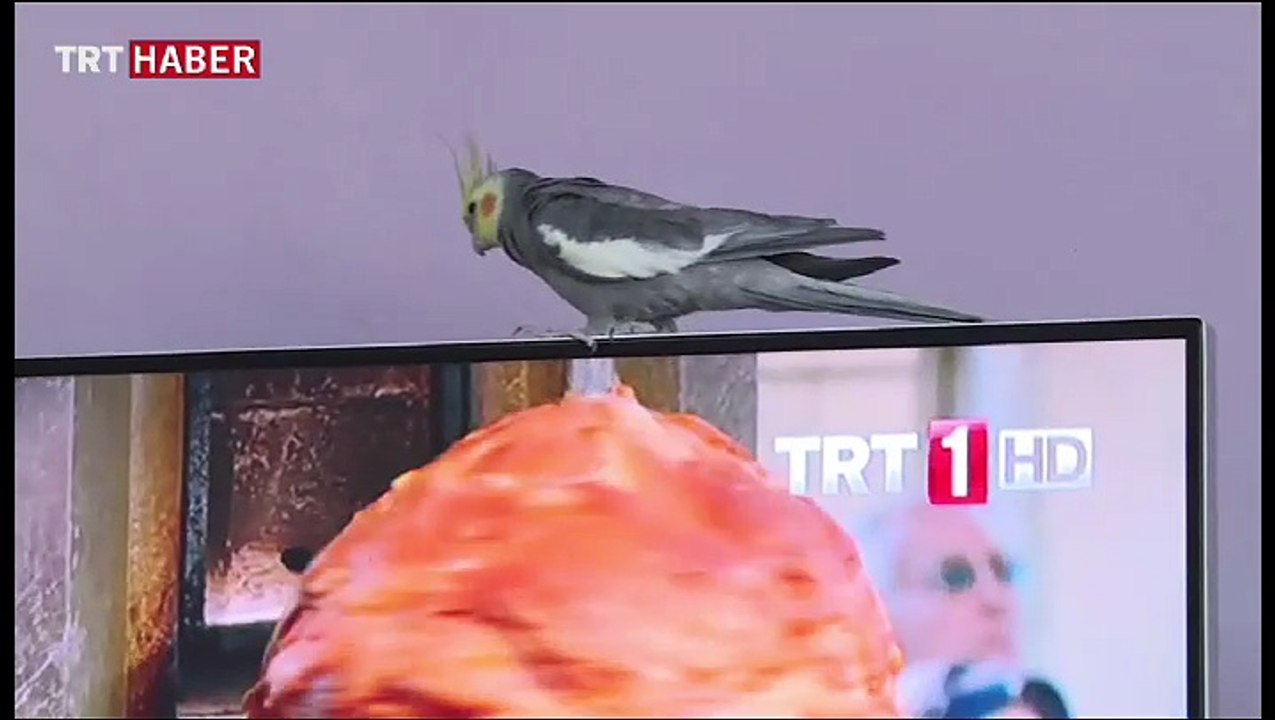 Papağan "Türkiyem" türküsünü ıslıkla çalıyor