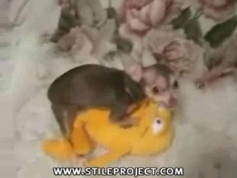 Chien excité