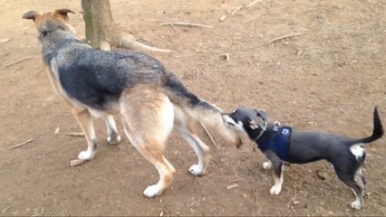 Funny Dogs Compilation  -  Best Funny Dog Videos Ever!!