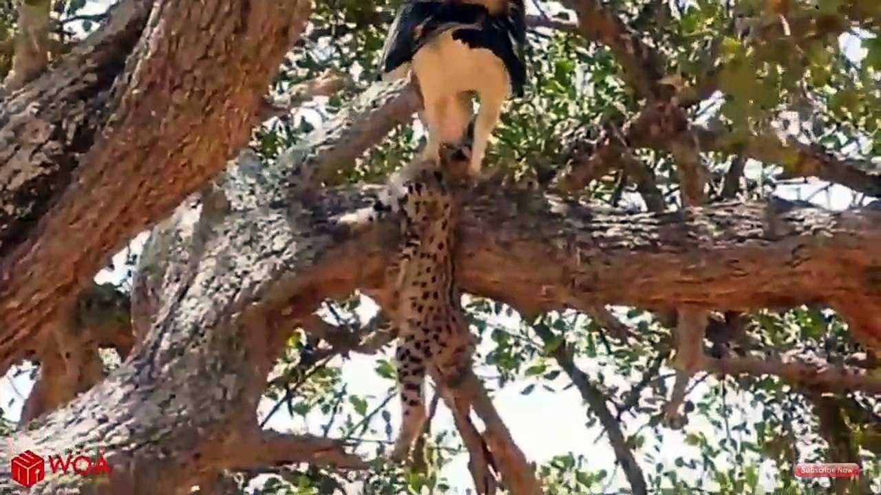 Tiger Vs Cheel Attack