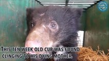 Heartbroken Baby Bear Refused To Leave Mother Killed By Poachers Until They Found Him by NativeAmericanNews - Dailym