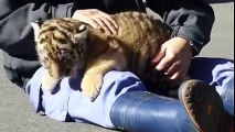 How cute baby tiger so lovely, - YouTube