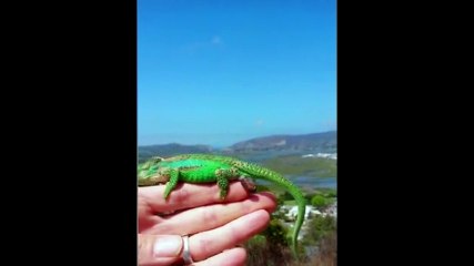 Bukalemunun doğum anı