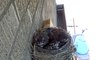 Hawk Steals Two 14-Days-Old Baby Robins from Nest