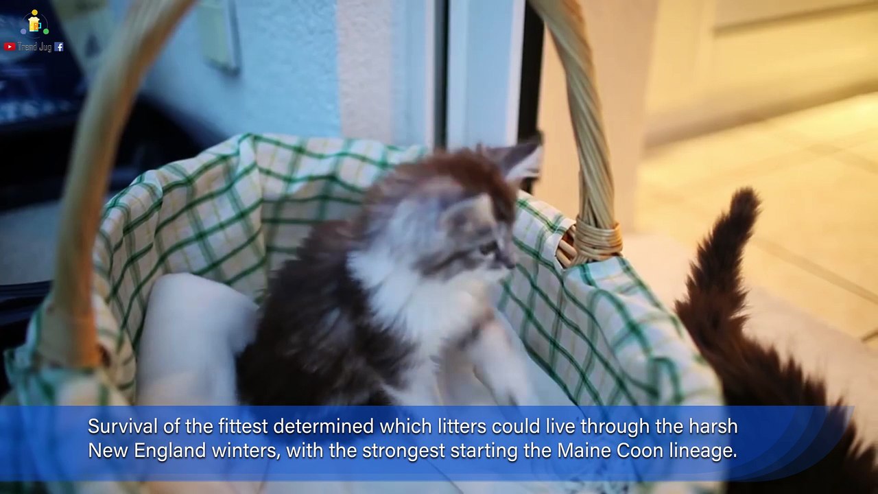 Maine Coons Are The Best Cats Ever Facts and Video