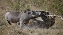 Caçadas Sangrentas E Mortais De Leopardos A Javalis