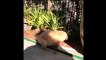 Funny Golden Retriever Puppies Videos #91 - Compilation 2017