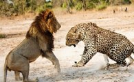 Confrontos Mortais Entre Leopardos E Leões