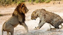 Confrontos Mortais Entre Leopardos E Leões