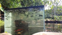 Il a placé un aquarium au milieu de son étang, en suspension au dessus de l'eau!