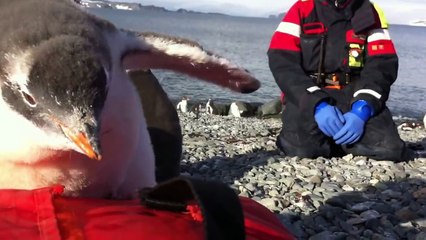 Ce bébé pingouin pas timide vient sauter sur le ventre d'un photographe