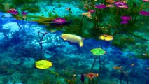 L'endroit le plus beau au monde : Monets Pond, Seki City, Japon