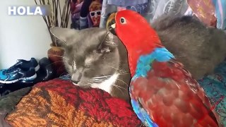 Videos de loros y gatos lindos - Lo mejor de Funny  gatos molestos 2017