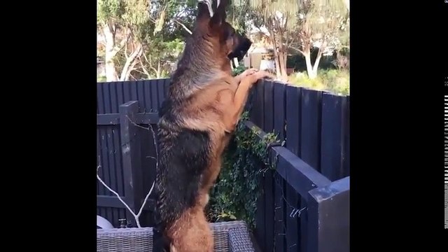 Funniest & Cutest German Shepherd Videos #15 - Compilation 2017