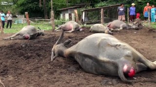 Mystery Of The Dead Female Buffaloes