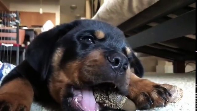 Funniest & Cutest Rottweiler Puppies Of All Time - Funny Puppy Videos Compilation 2017