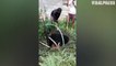 Pregnant Cow Rescued From Hole