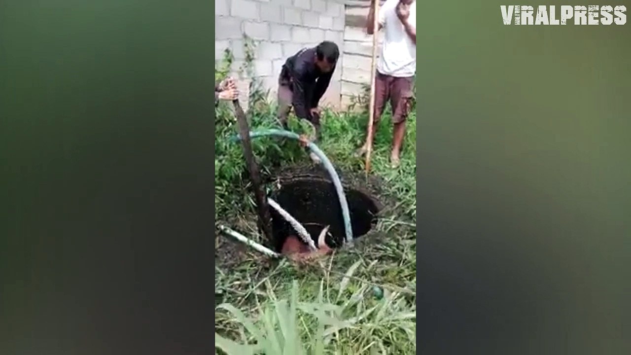 Pregnant Cow Rescued From Hole