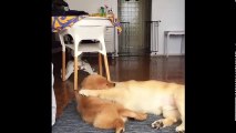 Funniest & Cutest Golden Retriever Videos #66 - Compilation 2017