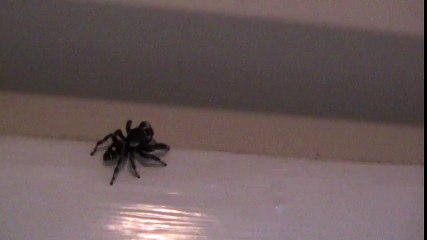 Nhện phóng thẳng vào người quay phim