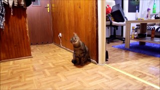 Cat Misses His Owner and He's Happy When Owner is Back - Funny Ending